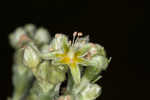 Longleaf buckwheat